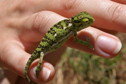 TANSANIA: Wandern inmitten Natur & Tierwelt - Safari-Highlights Ngorongoro & Tarangire NP