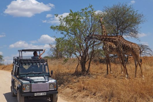 TANSANIA: Ausgedehnte Safari mit "Serengeti Intensiv", kleinen Wanderungen & Kanufahrt