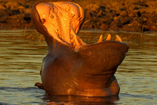 SÜDAFRIKA/NAMIBIA: Große Entdeckertour - Lodge-Safari von Kapstadt nach Namibia