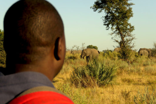 BOTSWANA: "Wildside" - Zelt-Safari vom Okavango bis zu den Viktoria-Fällen