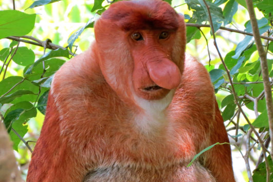 MALAYSIA: Borneo - Naturreise zu Flora & Fauna mit Wanderungen