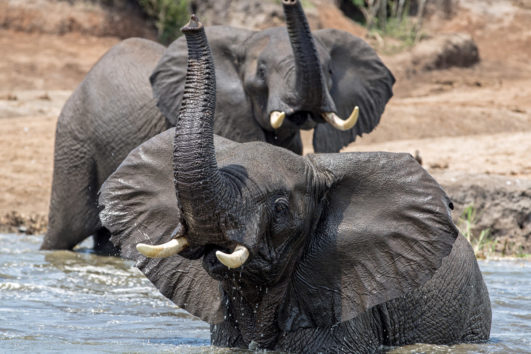 UGANDA: Safari zur "Perle Afrikas"