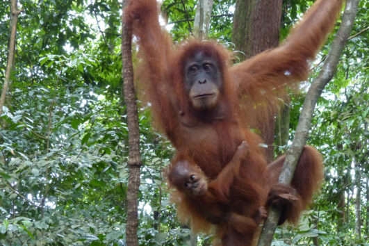 INDONESIEN: Sumatra - Naturparadiese, Exotik & einsame Inseln
