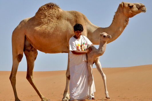 OMAN: Von Nord nach Süd durch Gebirge und Wüsten